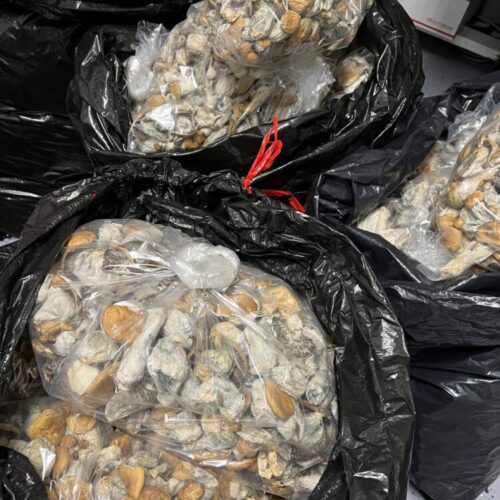 Buy magic mushrooms online - magic mushrooms for sale