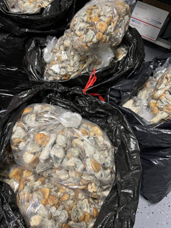 Shrooms2-750x1000 Buy magic mushrooms online - magic mushrooms for sale